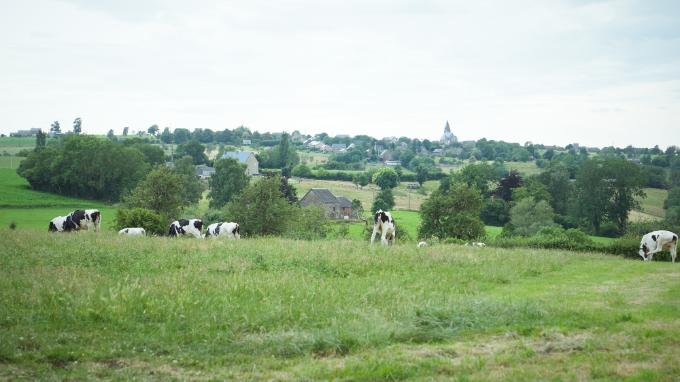 vaches