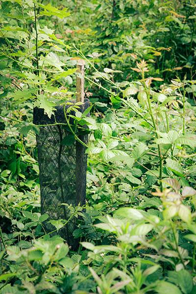 Projet reboisement forestier
