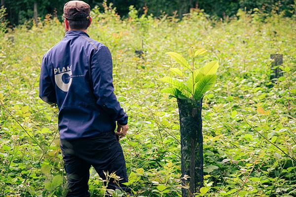 Reboisement forestier durable
