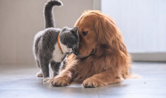 Chien et chat