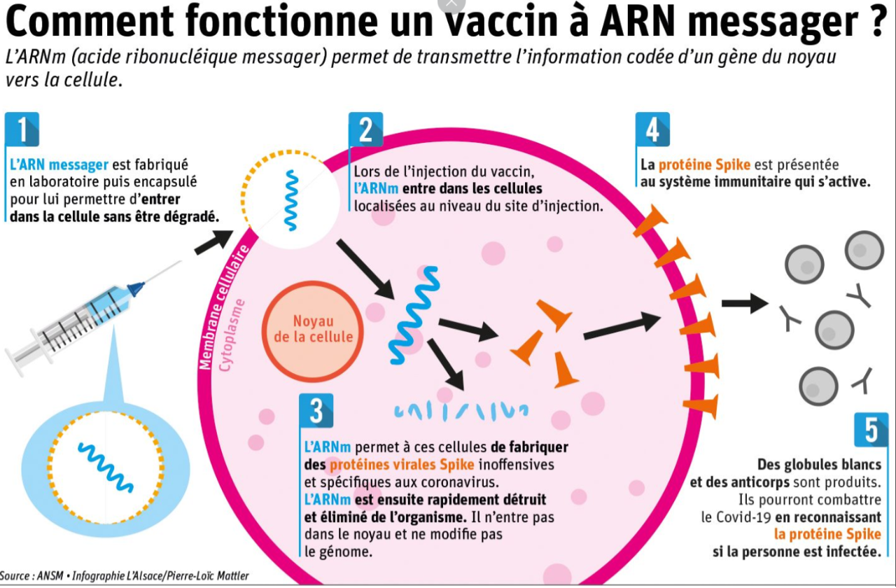 Schéma expliquant le fonctionnement d'un vaccin ARN messager